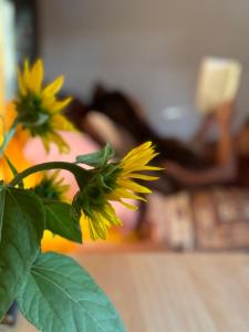 a close up of a yellow flower on a table at The Village Eco Stay Byron Bay in Byron Bay