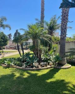 Un jardín con palmeras y plantas en un patio. en VILLA VIDA, en Saline Joniche