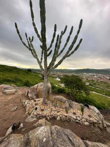 Un albero seduto su una roccia di Casa Forte Refúgio a Bezerros