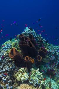 Zvířata v rezortu nebo okolí + 54 fotografií