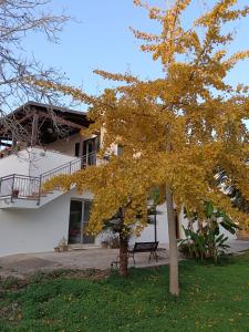 a tree with yellow leaves in front of a building at LA CASA DEL NOCE in Ruffano +23 photos