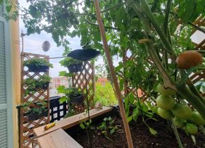 a garden with tomatoes and plants on a trellis at Wonderful heart of Nice in Nice +3 photos