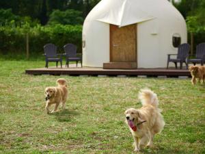 Domácí mazlíčci ubytovaní s hosty v ubytování Koyaru-no-sato Doggys Island