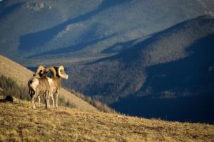 deux chèvres debout au sommet d'une colline dans l'établissement Elk Haven, à Estes Park