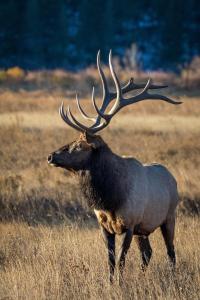 un grand élan avec de grands bois debout dans un champ dans l'établissement Elk Haven, à Estes Park