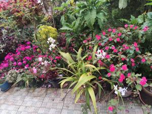 Soly's Villa Homestay外面的花园