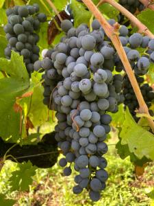 Фотография из галереи Appartement dans un vignoble в городе Chindrieux +18 фотографий