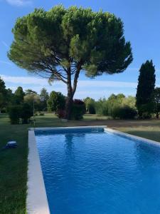 a tree sitting next to a blue swimming pool at Maison La Joye Sud in Saint-André-de-Cubzac