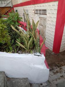 A garden outside Cocoa Cabana