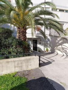 a palm tree in front of a building at La Dolce Vita, Vomero in Naples +17 photos