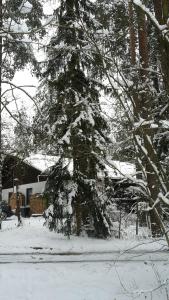 a snow covered pine tree in a yard at Bungalow direkt am See, mit eigenem Boot in Roding