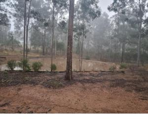 a tree in the middle of a forest at Currawong Cabin in Curra