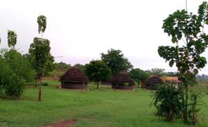a group of huts in a field with trees at Grassroots Cottages Murchsion Falls in Purongo