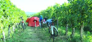 Hosté ubytování Saxida Wine & Camping Resort Pitches