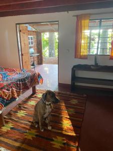 a dog sitting on a rug in a bedroom at Villa Kinyonga, Camp Mawingu in Muheza