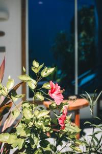 Zahrada ubytování Frangipani Fulhadhoo