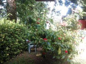 Vrt pred nastanitvijo Firefly Beach Cottages