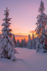 SKOG Aurora igloos talvel