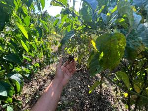 Un jardín fuera de Posada Lili