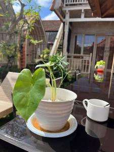 a plant in a white pot on a table at Wisnu Lumbung Uluwatu in Uluwatu