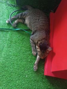 Domácí mazlíčci ubytovaní s hosty v ubytování While away วายล์ อะเวย์