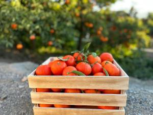 Fotografie z fotogalerie ubytování El Atardecer v destinaci Rioja + 5 fotografií