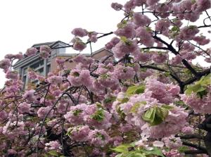 a tree with pink flowers in front of a building at Hotel Monterey Le Frere Osaka in Osaka