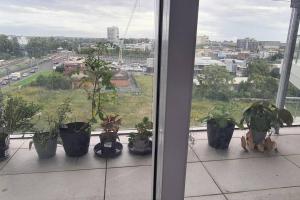 a group of potted plants sitting on a window sill at Spacious 3 bedroom, 2 washroom and 2 parking 5 min from train station in Blacktown