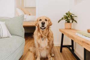 a dog sitting in a living room next to a table at Tiny Home in Scottsdale in Scottsdale