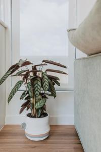 a potted plant sitting on a floor next to a couch at Tiny Home in Scottsdale in Scottsdale