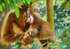 Binatang di perkhemahan mewah atau berdekatan