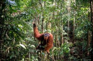 Un orango seduto su un tronco nella giungla di Sumatran OrangutanTRAILS a Bukit Lawang