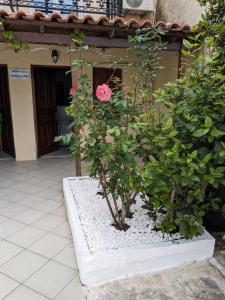 A garden outside Kamelia