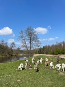 a herd of goats grazing in a field next to a river at Pokoje Stajnia Kaliska in Łochów +36 photos