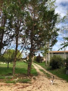Un cane che cammina lungo una strada sterrata vicino a un albero di Lagreze a Montagnac-sur-Lède