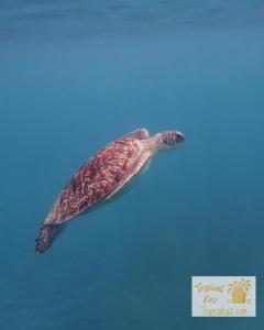 a green sea turtle swimming in the water at Duplex Toti la - TropicalKaz Guadeloupe in Bouillante +30 photos