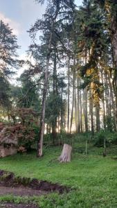 ein Baumstumpf mitten auf einem Feld mit Bäumen in der Unterkunft Casa Naranja in San Javier