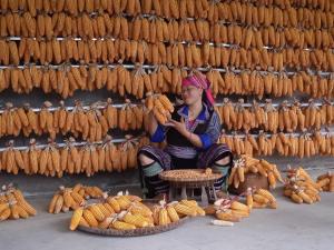a woman sitting in front of a wall filled with lots of corn at Homestay Ngọc Thủy điểm dừng chân lên Đồi mâm xôi, xã Púng Luông, tỉnh Lào Cai in Mù Cang Chải +45 photos