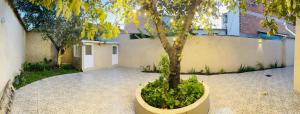 a tree in a large pot next to a building at Casa céntrica Las Higueras in Tarija