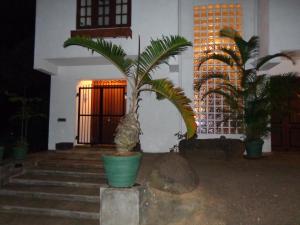 a plant in a green pot in front of a building at Banda Casa, Kandy in Kandy