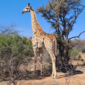Fotografie z fotogalerie ubytování Ndlovu Log Home Dinokeng v destinaci Klipdrift