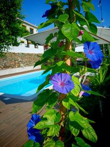 A piscina em ou perto de Quinta do Chafariz
