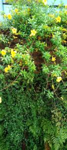 Ein Haufen gelber Blumen auf einem Busch in der Unterkunft Shine View in Dikwella