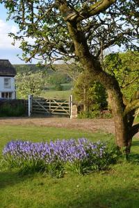 Ein Haufen lila Blumen neben einem Baum in der Unterkunft Primrose cottage in Buxton
