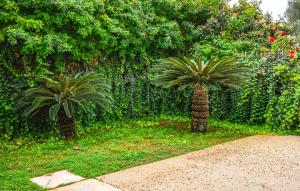 zwei Palmen in einem Garten neben einem Zaun in der Unterkunft Amazing Apartment In Marina Di Modica in Marina di Modica