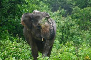 Altri animali domestici presso l'affittacamere o nei dintorni