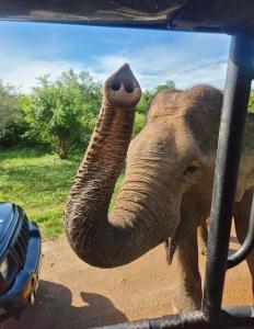 Altri animali domestici presso l'affittacamere o nei dintorni