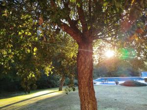 a tree in a park with the sun behind it at Sotogrande - Estancia en plena naturaleza - Abril in Sotogrande +6 photos