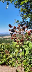 Paesaggio naturale nelle vicinanze del bed & breakfast