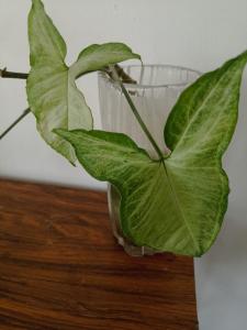 Φωτογραφία από το άλμπουμ του Habitacion Amatista σε Chihuahua +3 φωτογραφίες